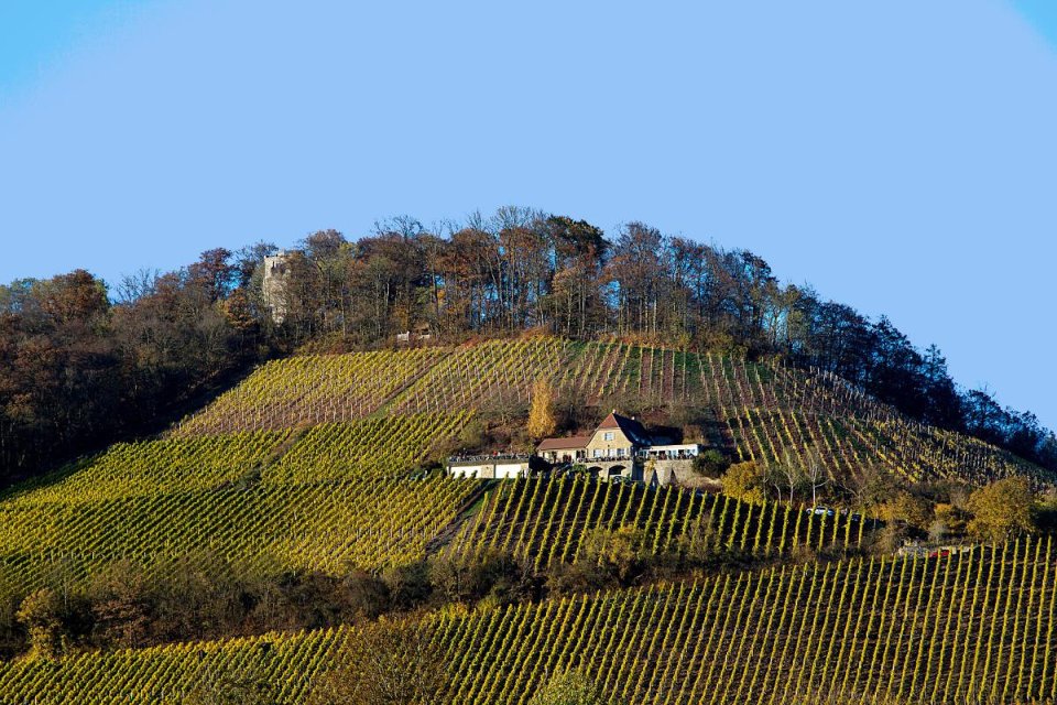 Weinbaufläche am Radebeuler Höhenweg